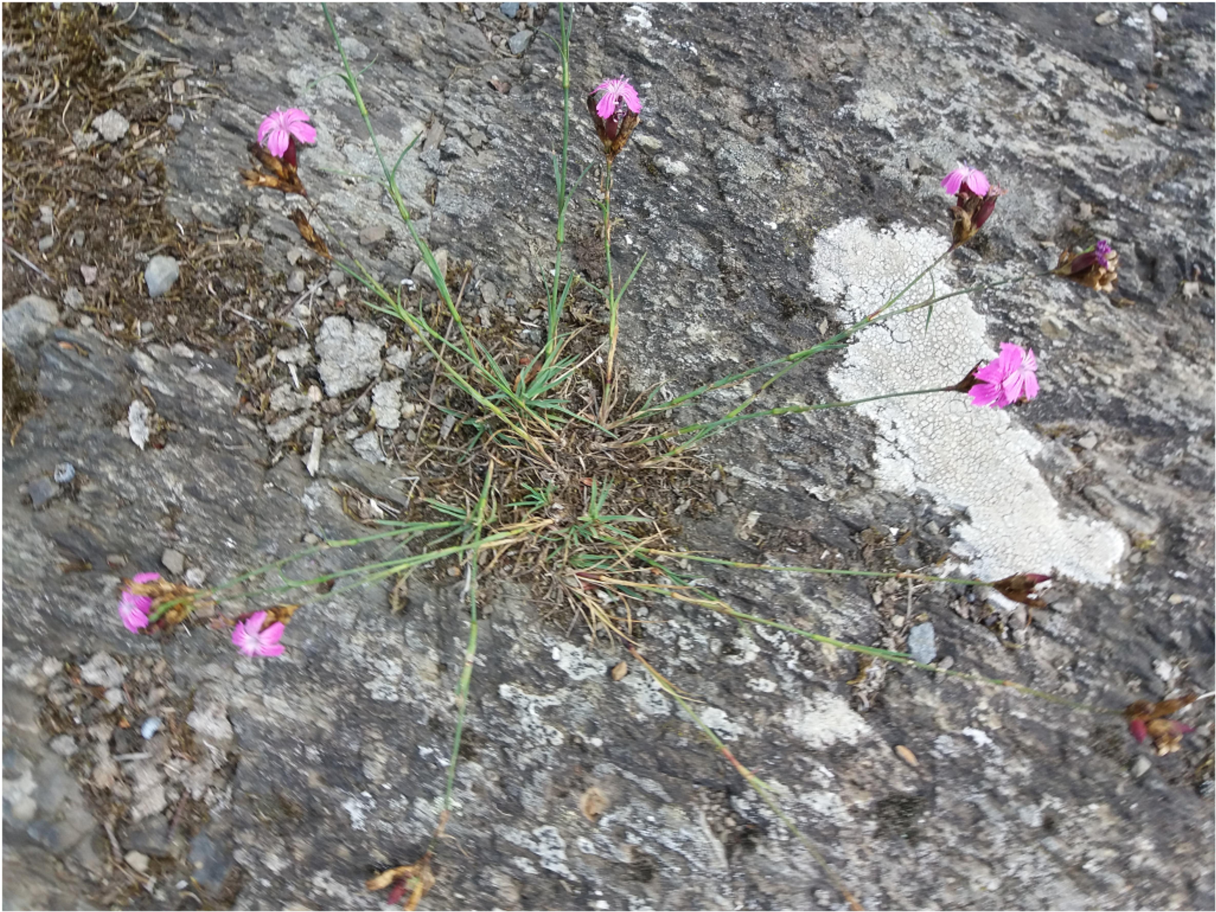 PWDekanat Kleine WunderAmWegStarkeNatur FotoOetz