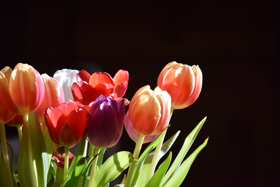 Ostern2021Tulpen becrima