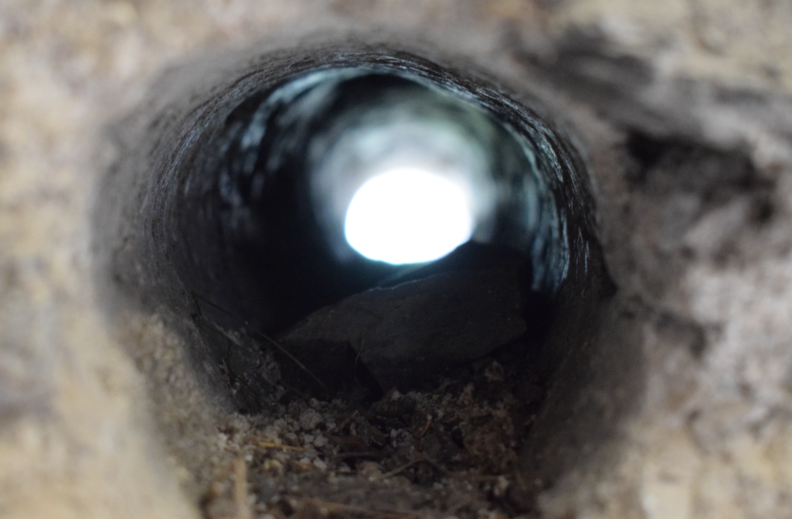 zBK230621TurmlochSegler becrima 