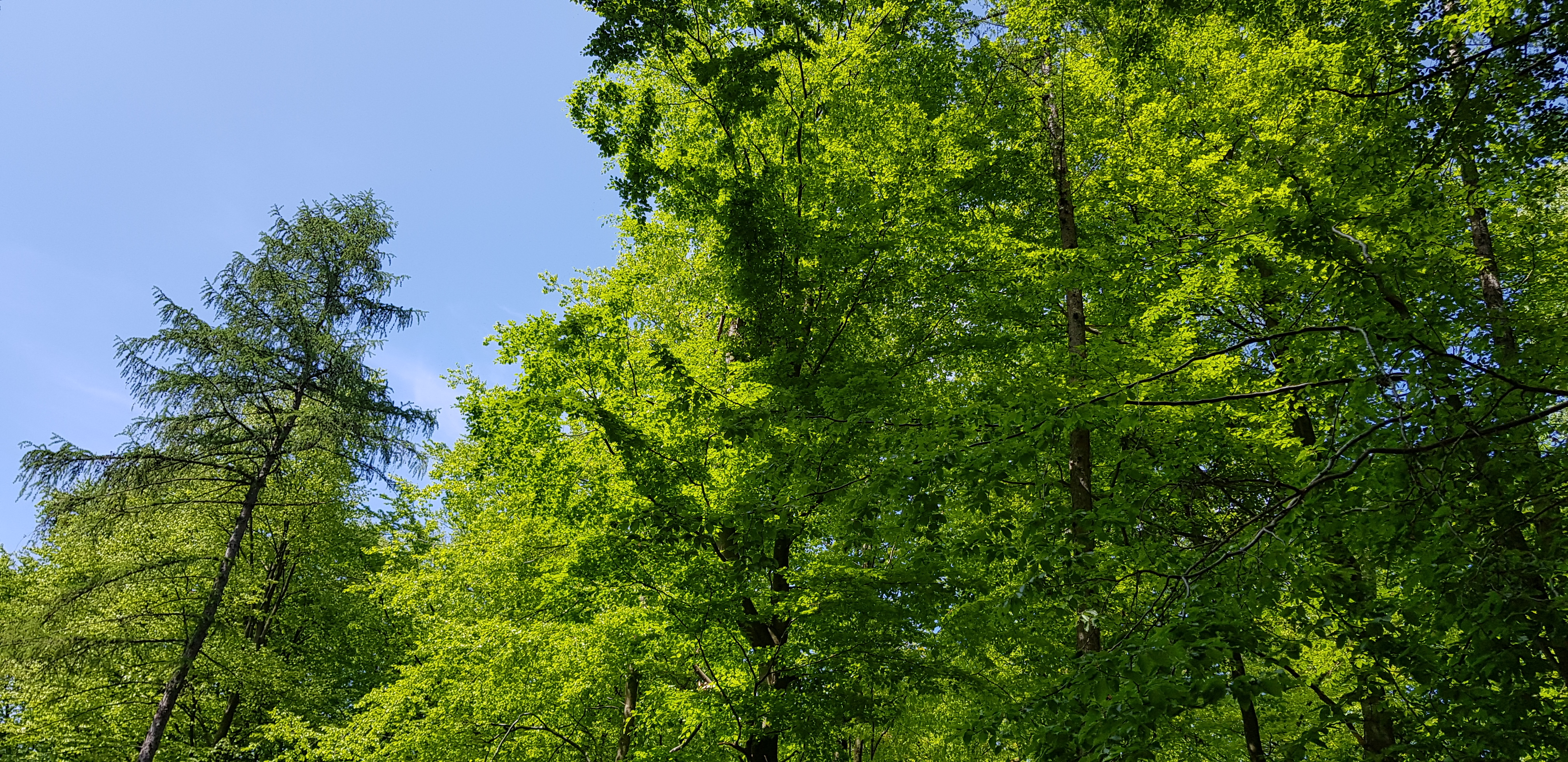 Im Wald baden: Treffen in Lahnstein ist draußen und gesund