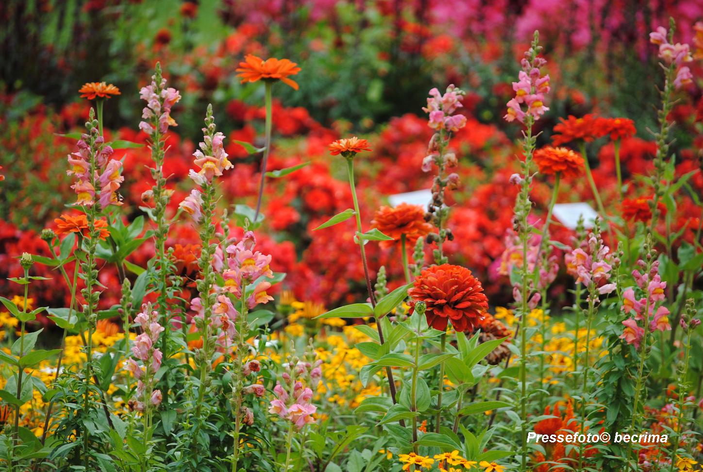Bei Landesgartenschau in Bad Schwalbach Leib und Seele erfreuen