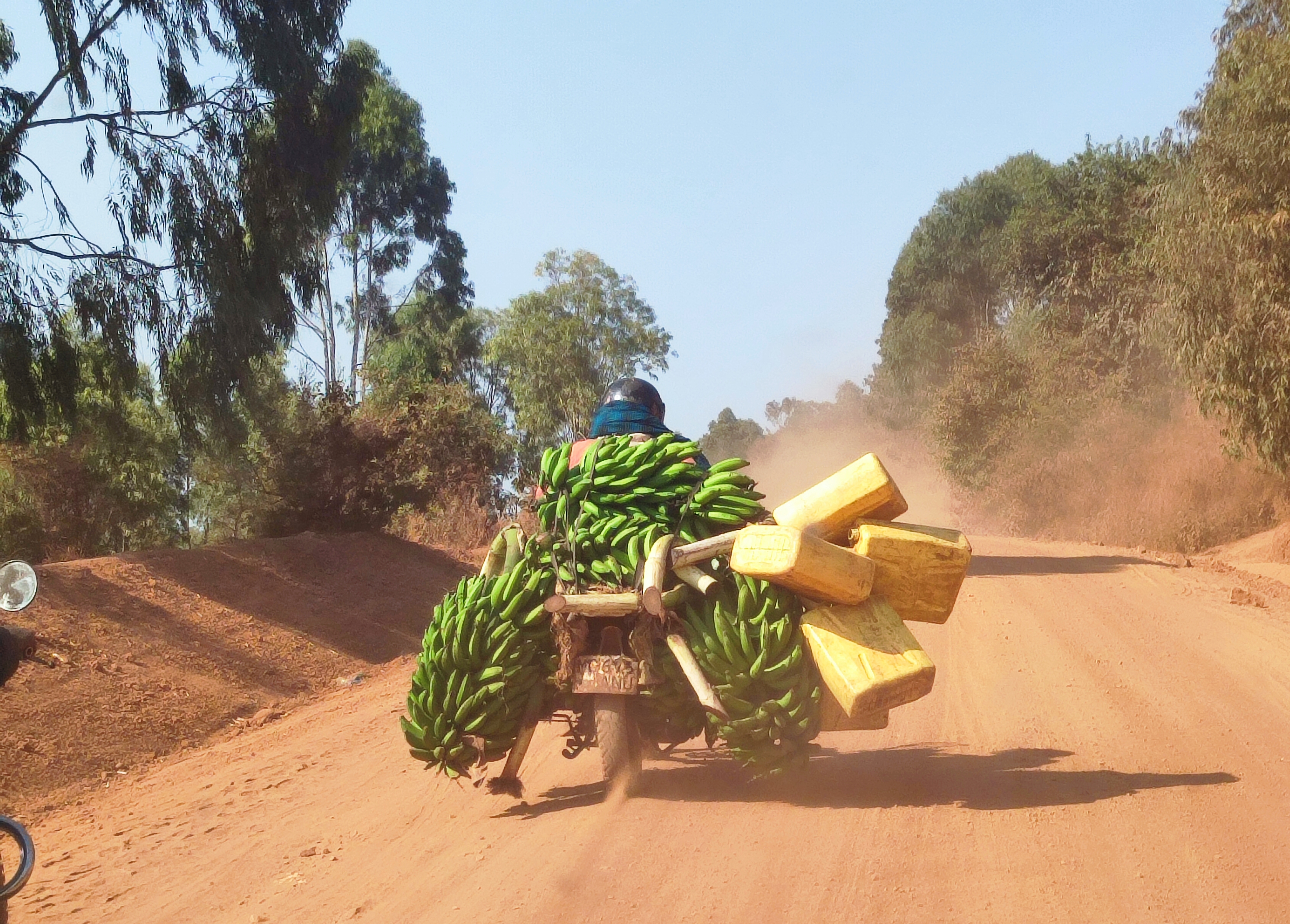 Mabira Reise 08 2024 AK Mabira Krebs